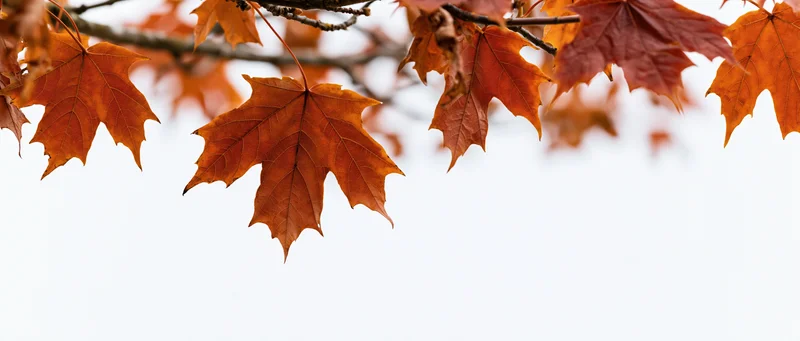 Autumn maple leaves hanging from branches against a white sky with copyspace below
