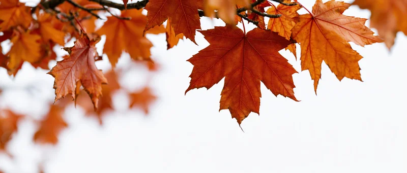 Maple leaves in autumn colors hanging from a branch against a white sky with copyspace below
