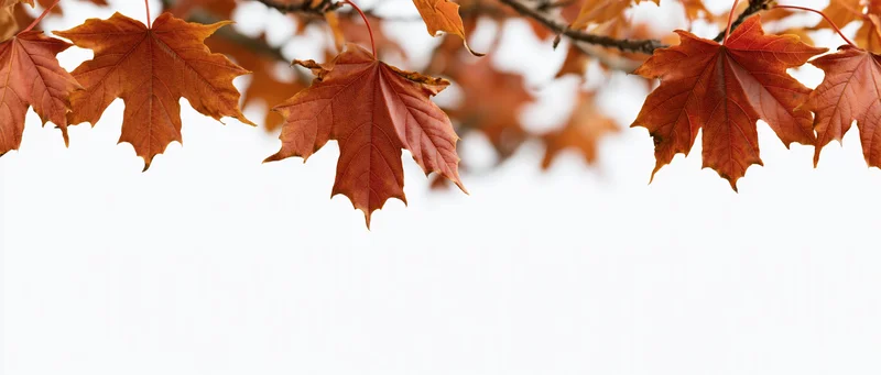 Autumn maple leaves hanging from branches against a white background with copyspace below