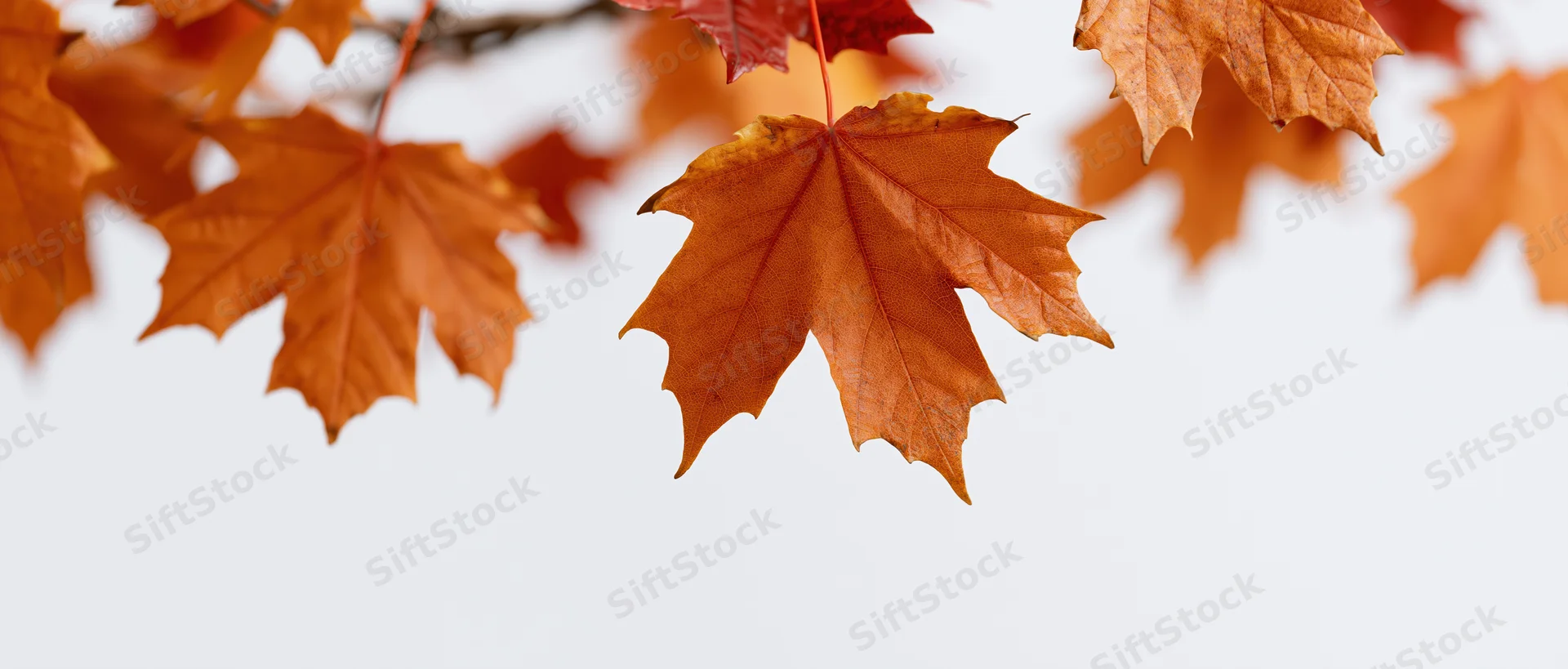 Maple leaves in autumn colors hanging from a branch against a white background