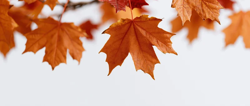 Maple leaves in autumn colors hanging from a branch against a white background
