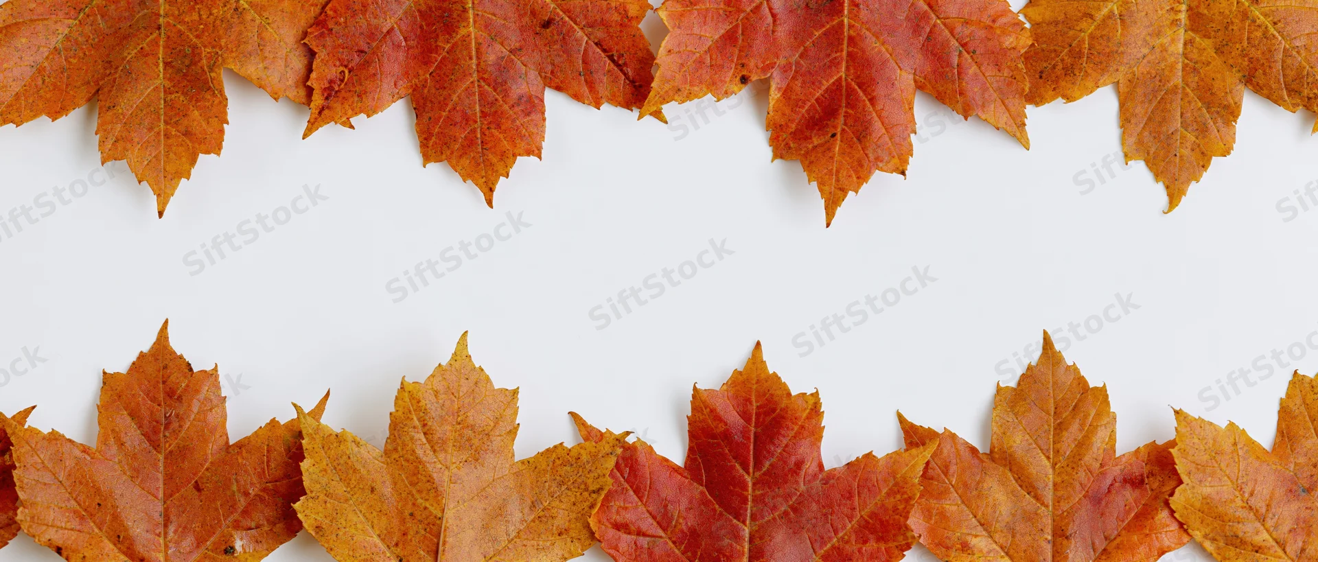 Maple leaves arranged in two horizontal rows forming a border on white background with copyspace