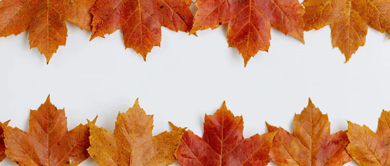 Maple leaves arranged in two horizontal rows forming a border on white background with copyspace