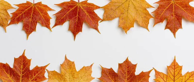 Autumn maple leaves arranged in two horizontal rows forming a border on white background with copyspace