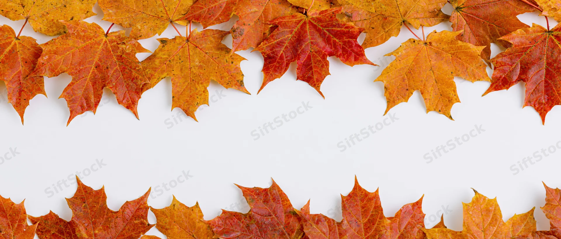 Autumn maple leaves arranged in two horizontal rows forming a border on white background with copyspace