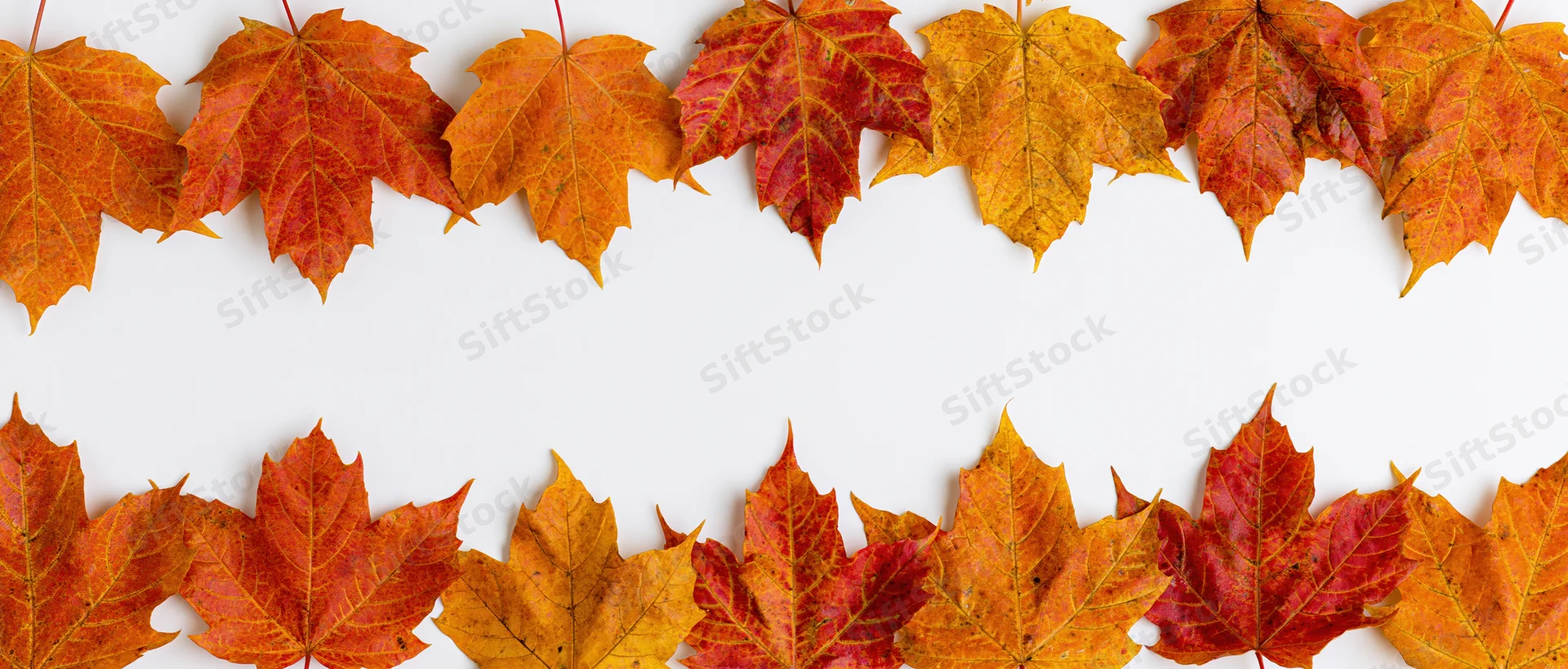 Autumn maple leaves arranged in two horizontal rows forming a border on white background with copyspace