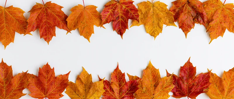 Autumn maple leaves arranged in two horizontal rows forming a border on white background with copyspace