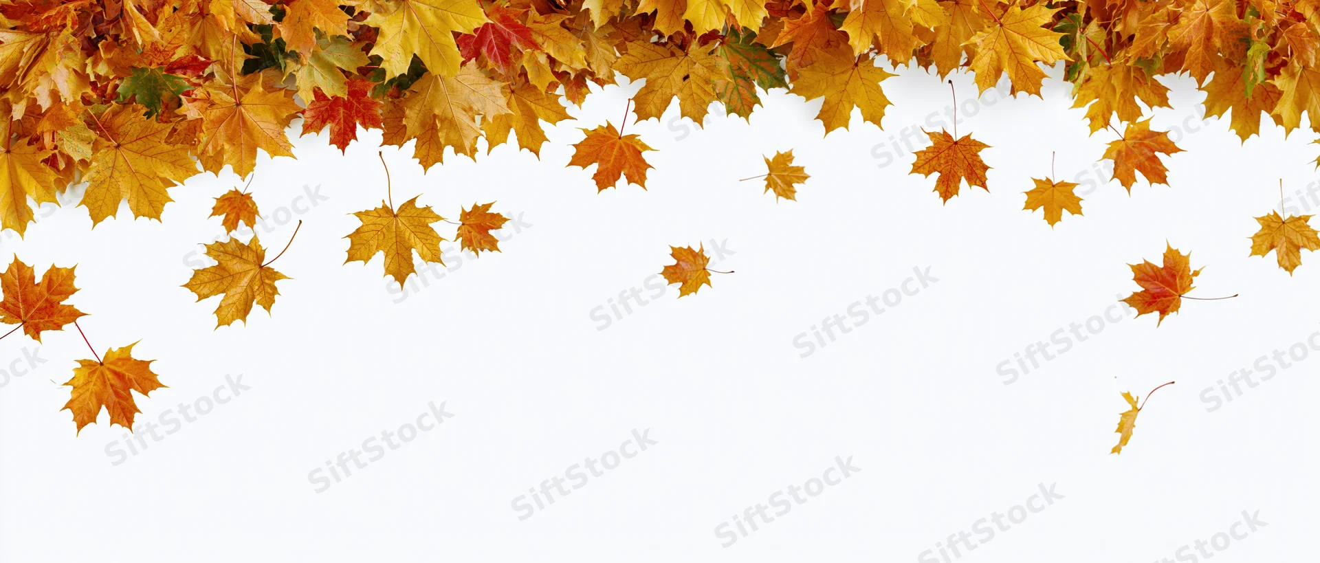 Autumn maple leaves scattered across the top of a white background with copyspace below