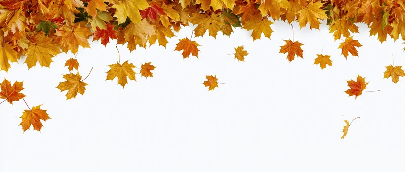 Autumn maple leaves falling across the top of white background