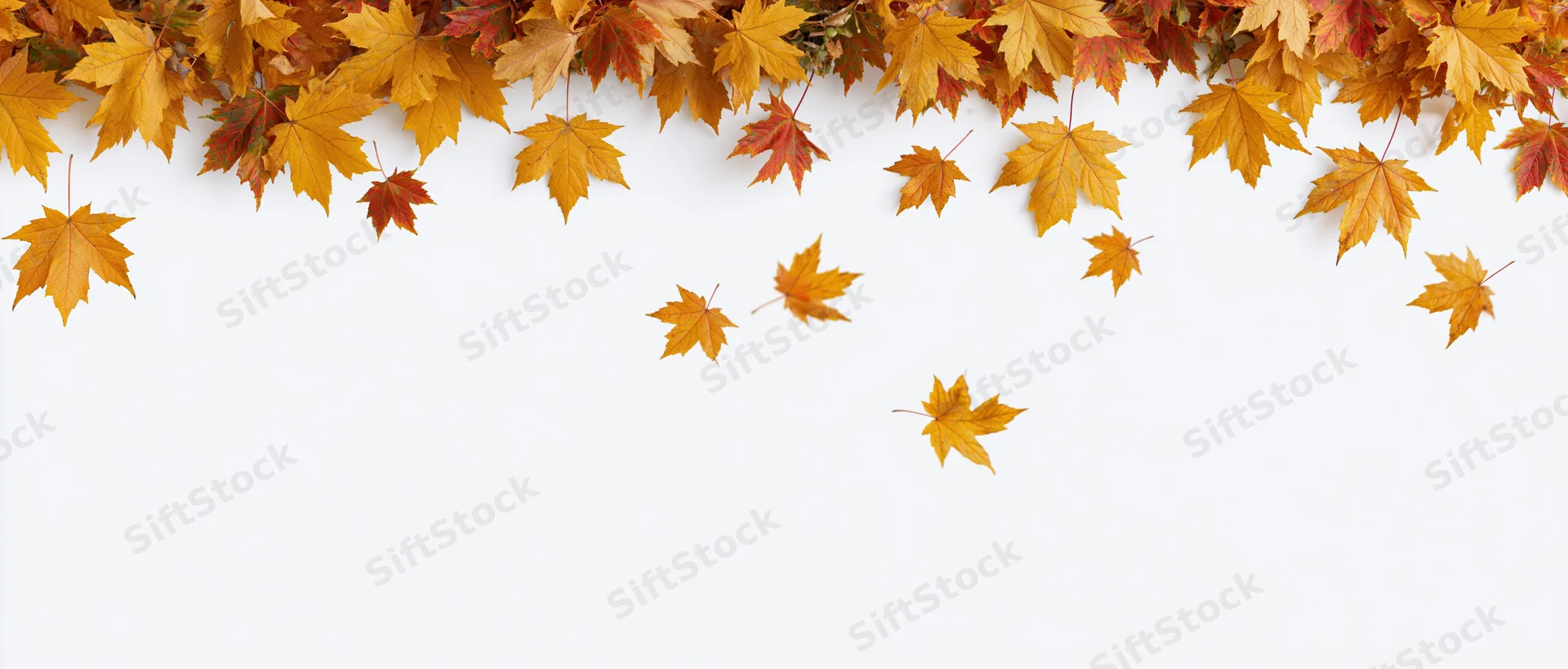 Autumn maple leaves scattered across the top of a white background with copyspace below