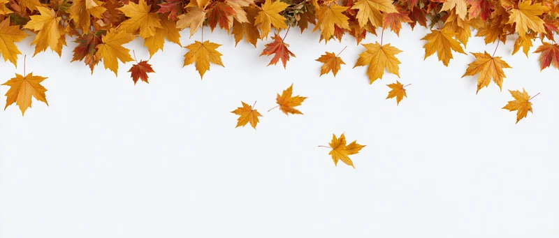 Autumn maple leaves scattered across the top of a white background with copyspace below