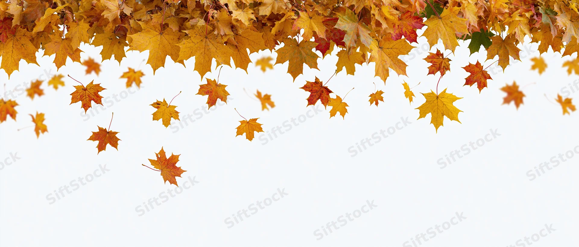 Autumn maple leaves falling and scattered across the top of a white background with copyspace below