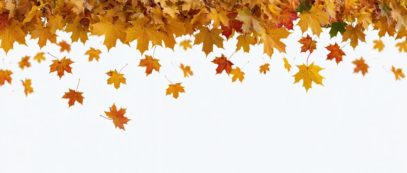 Autumn maple leaves falling and scattered across the top of a white background with copyspace below
