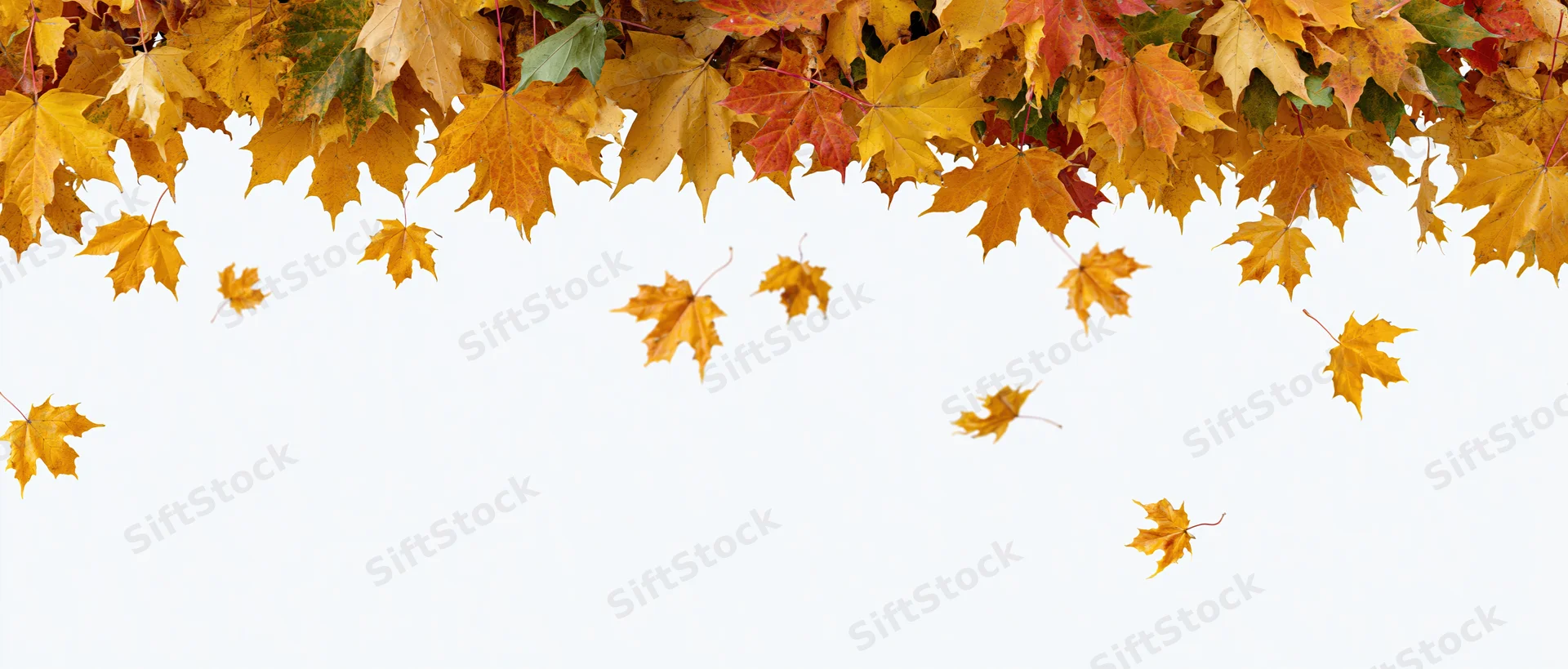 Autumn maple leaves falling and scattered across the top of a white background with copyspace below