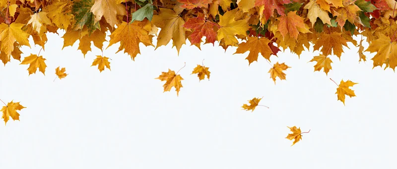 Autumn maple leaves falling and scattered on a white surface