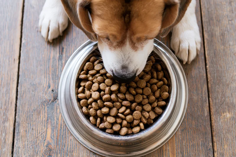 Beagle eating dry kibble from a stainless steel bowl on a wooden floor