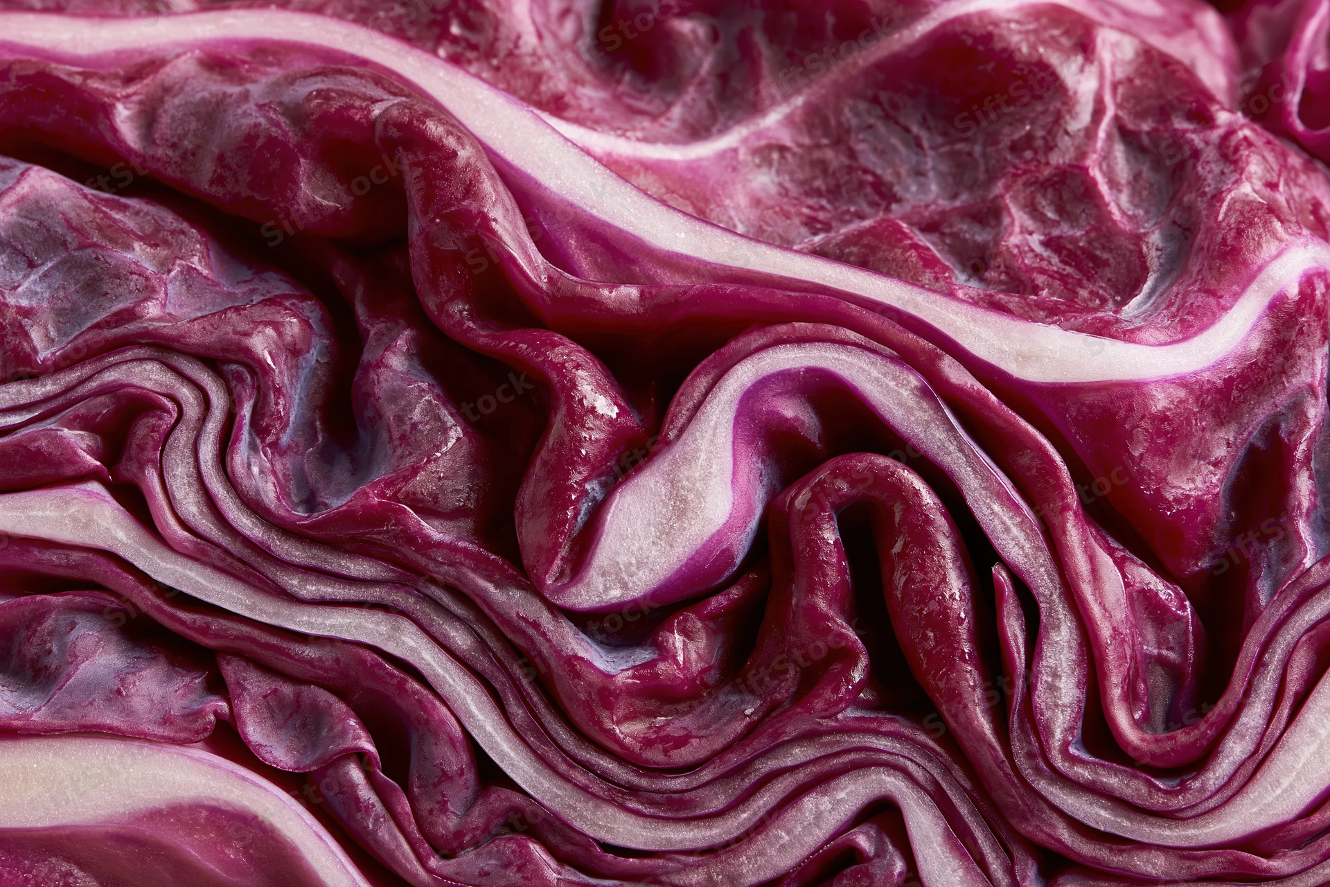 Close-up of sliced red cabbage cross-section showing layered purple and white leaves