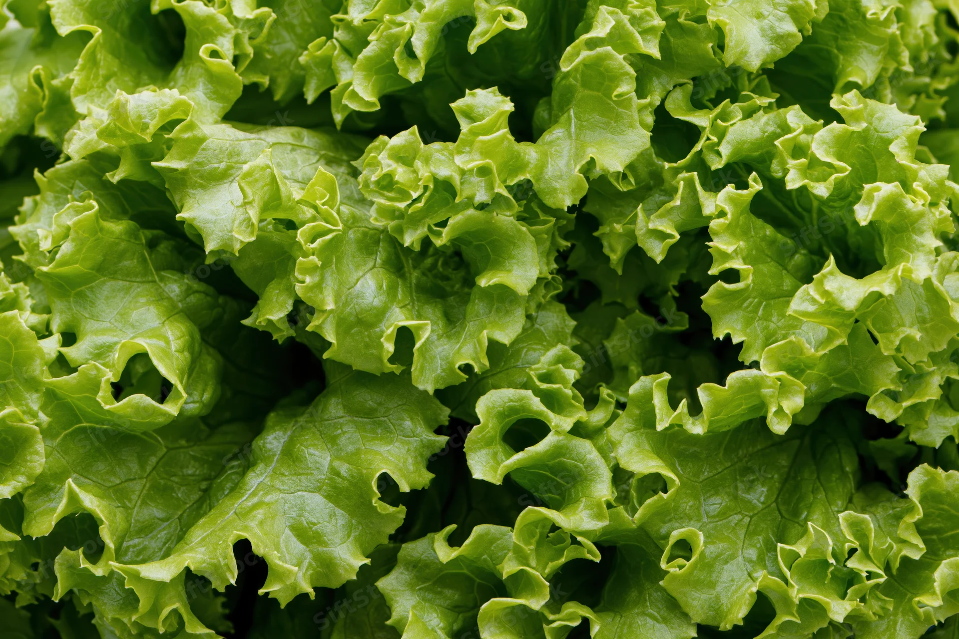 Close-up of fresh green lettuce leaves filling the frame
