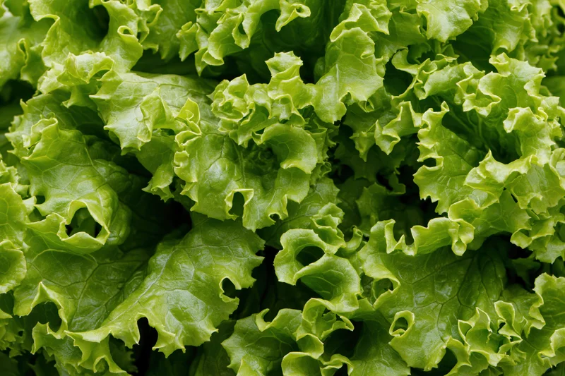 Close-up of fresh green lettuce leaves filling the frame