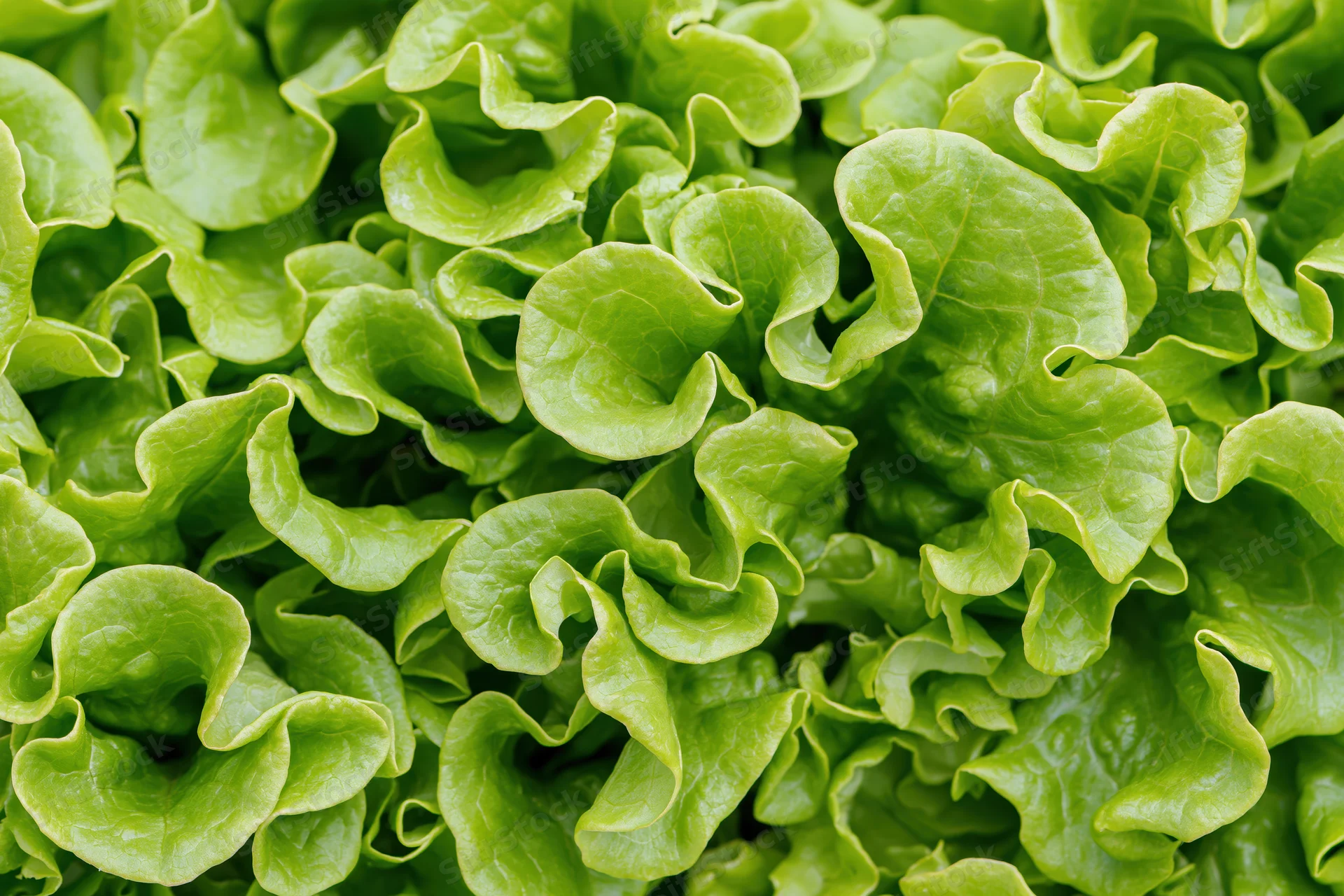 Close-up of fresh green lettuce leaves filling the frame