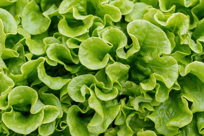Close-up of fresh green lettuce leaves filling the frame