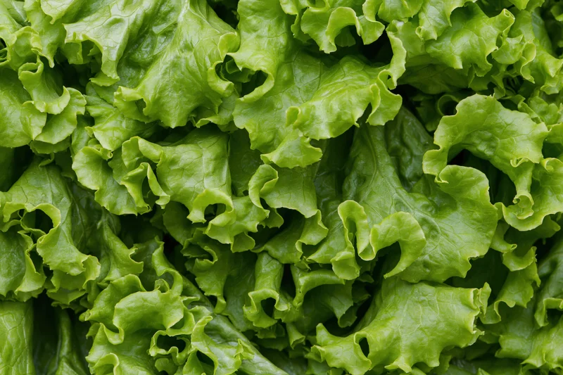 Close-up of fresh green lettuce leaves filling the frame