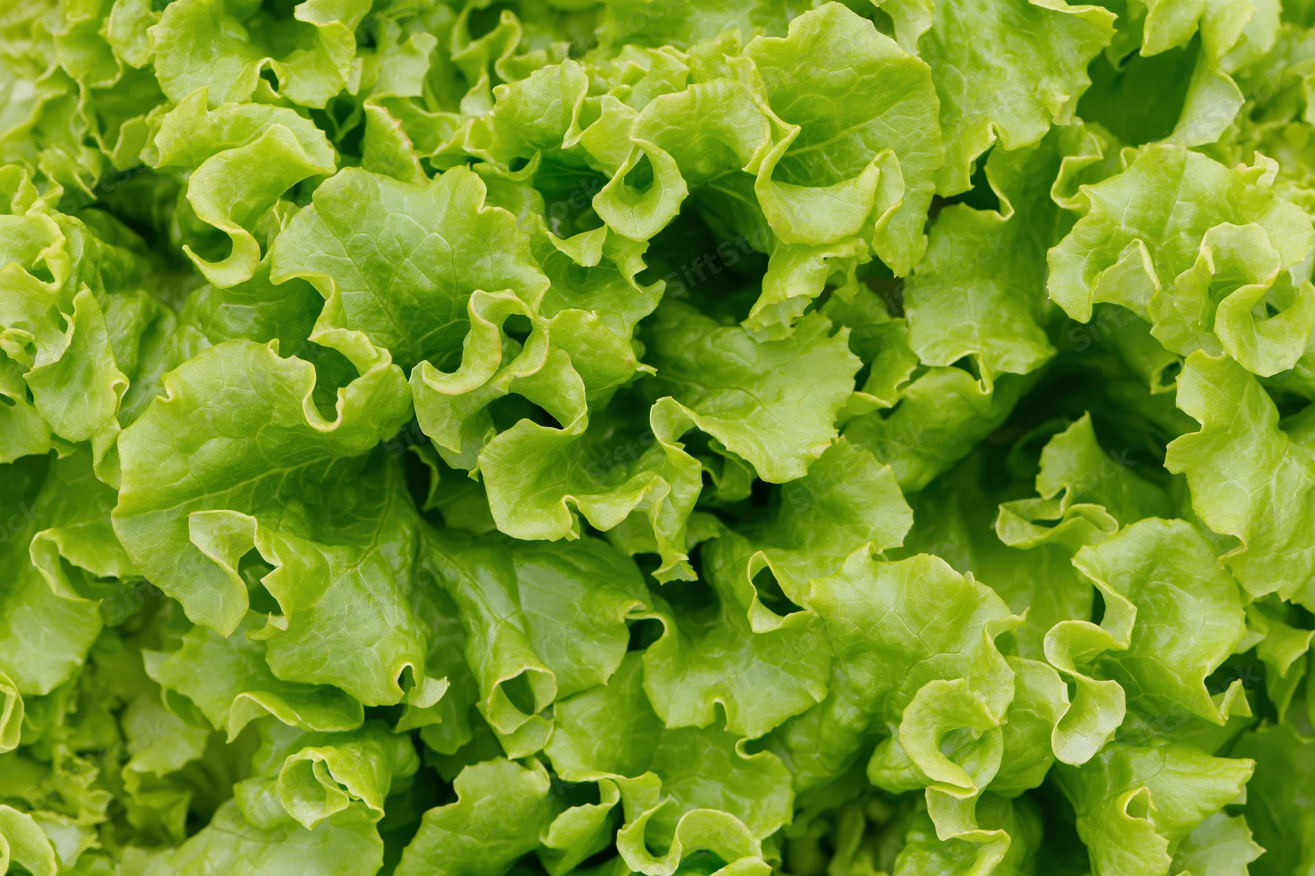 Close-up of fresh green lettuce leaves filling the frame
