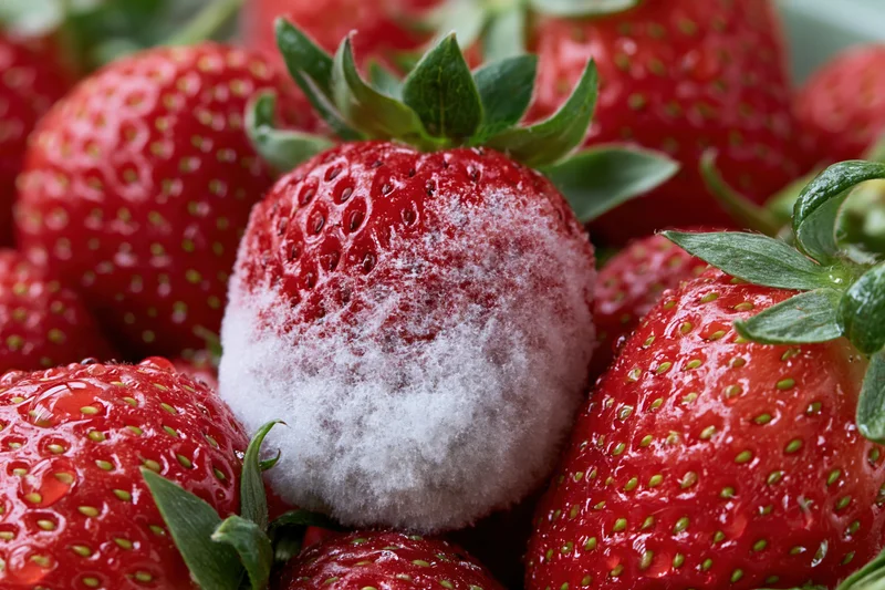 Close-up of a pile of fresh strawberries with one showing white fuzzy mold growth