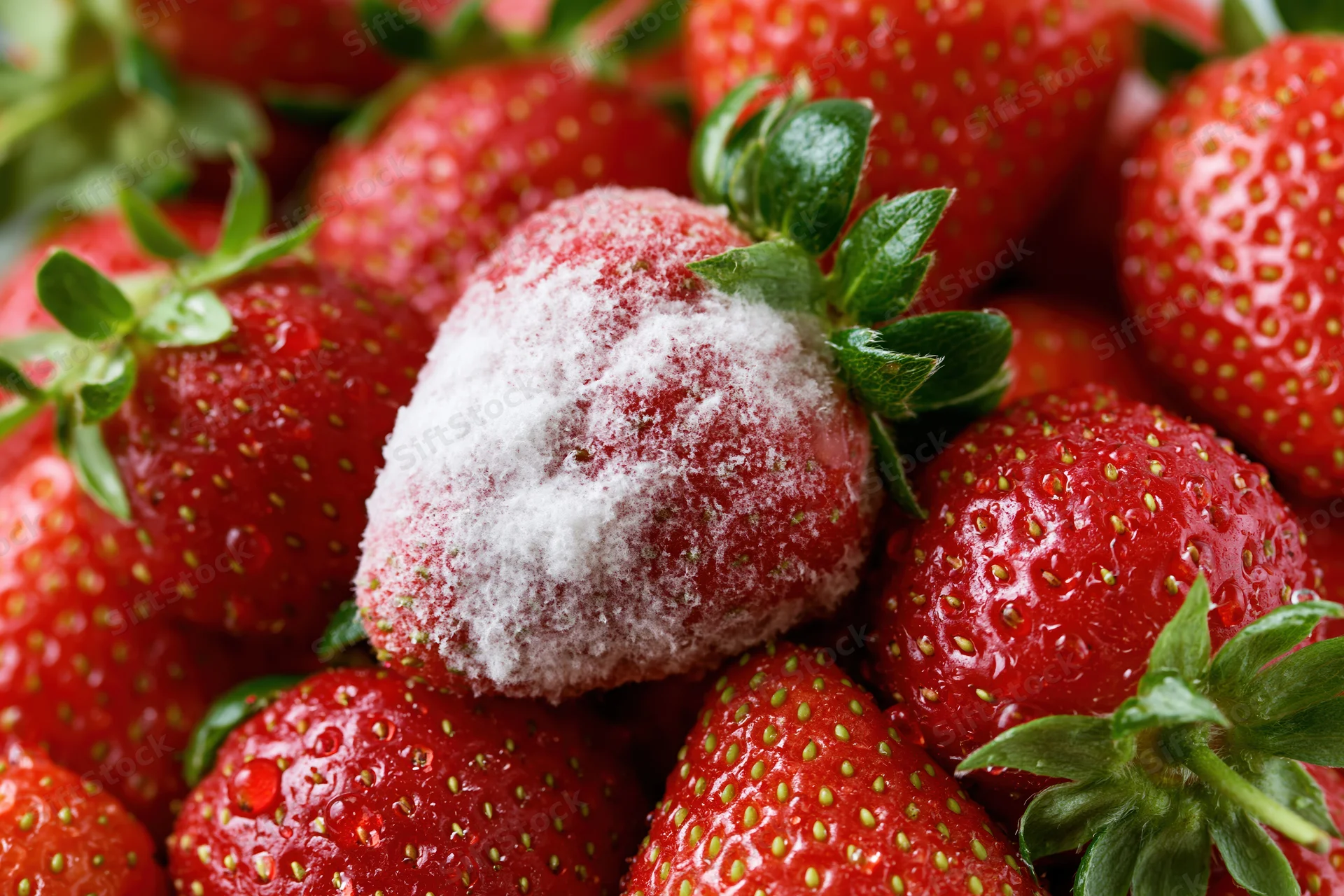 Close-up of a pile of fresh red strawberries with one dusted in sugar