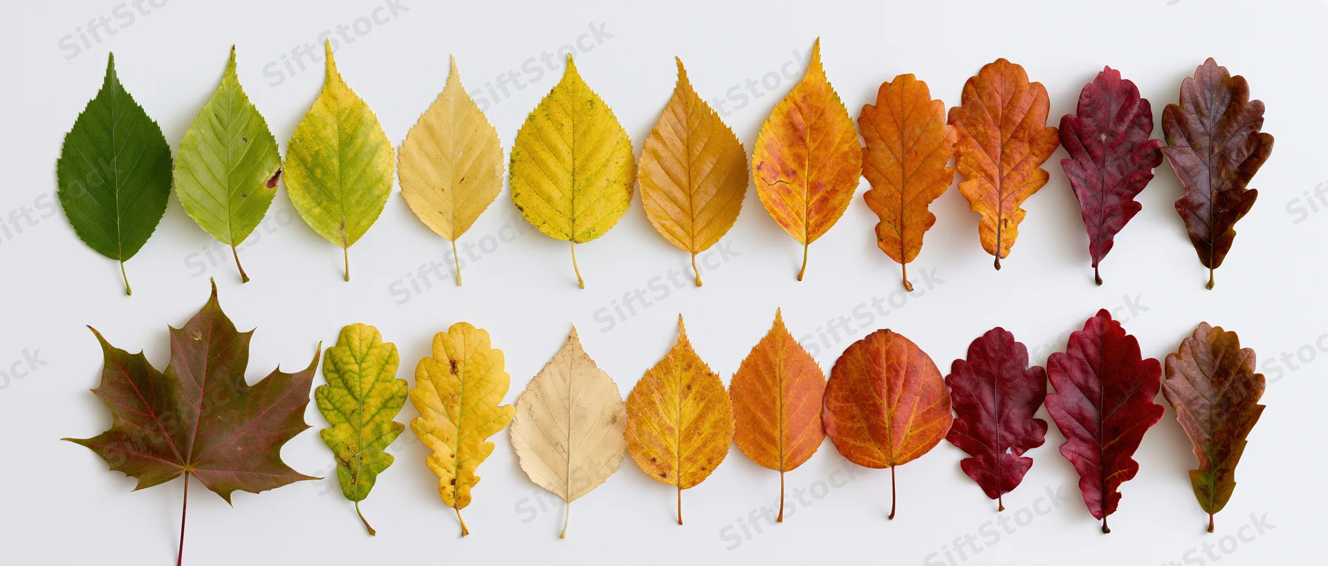 Two rows of autumn leaves arranged in color gradient from green to red on white surface