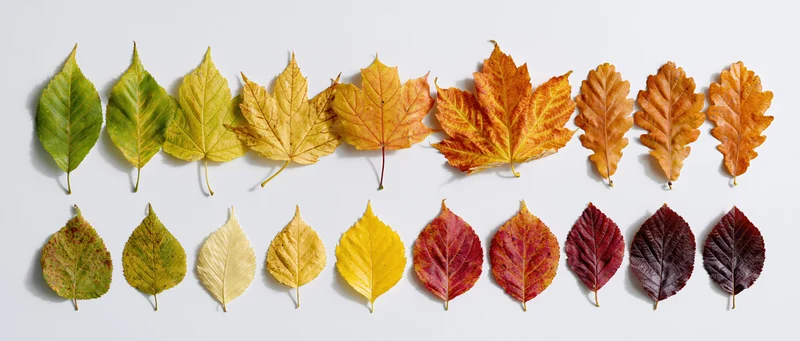 Two rows of autumn leaves arranged in color gradient on white background