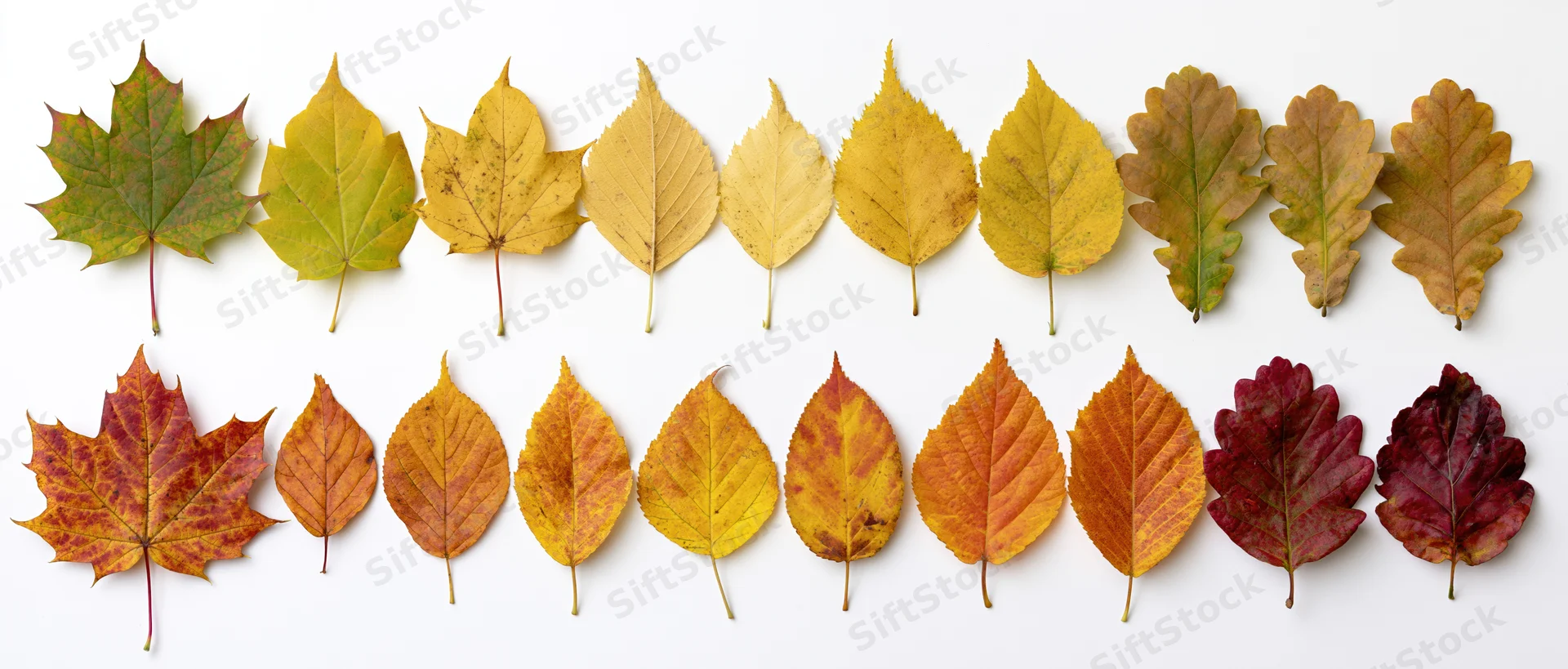 Twenty autumn leaves arranged in two rows on white background