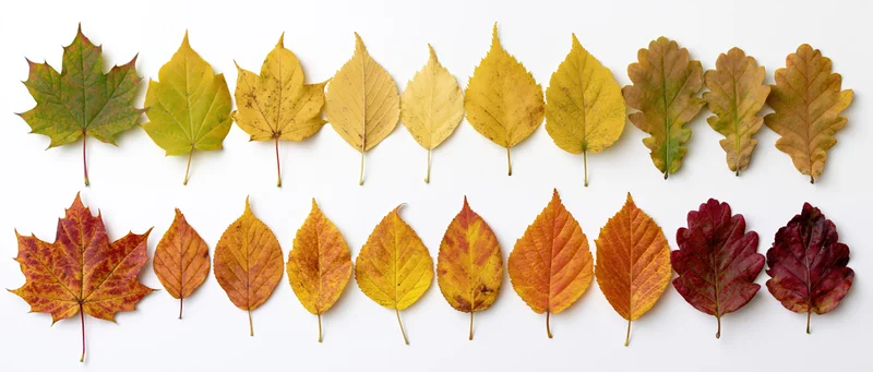Twenty autumn leaves arranged in two rows on white background