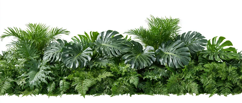 Dense tropical foliage arrangement with monstera and palm leaves on white background