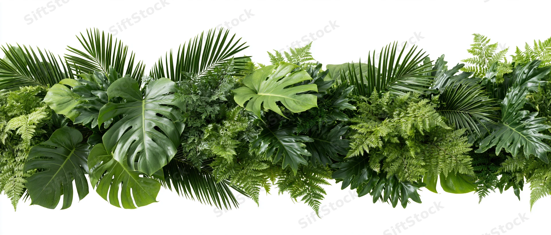 Dense horizontal arrangement of tropical foliage including monstera and palm leaves on white background