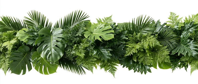 Dense horizontal arrangement of tropical foliage including monstera and palm leaves on white background
