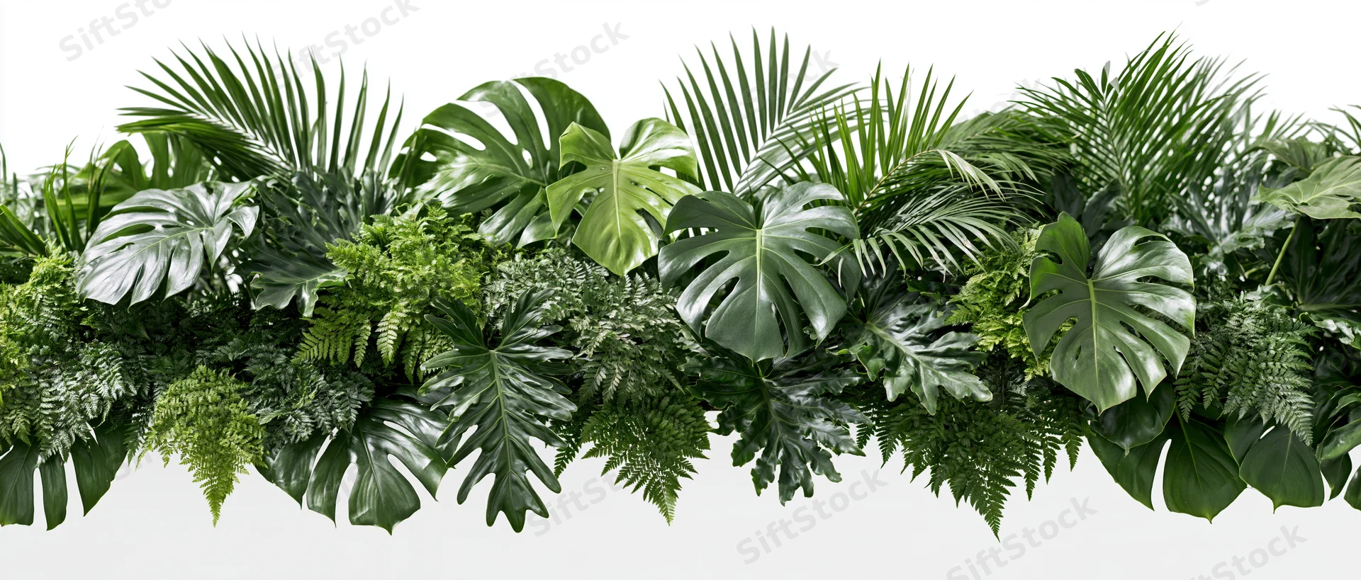 Dense horizontal arrangement of tropical foliage including monstera and palm leaves on white background