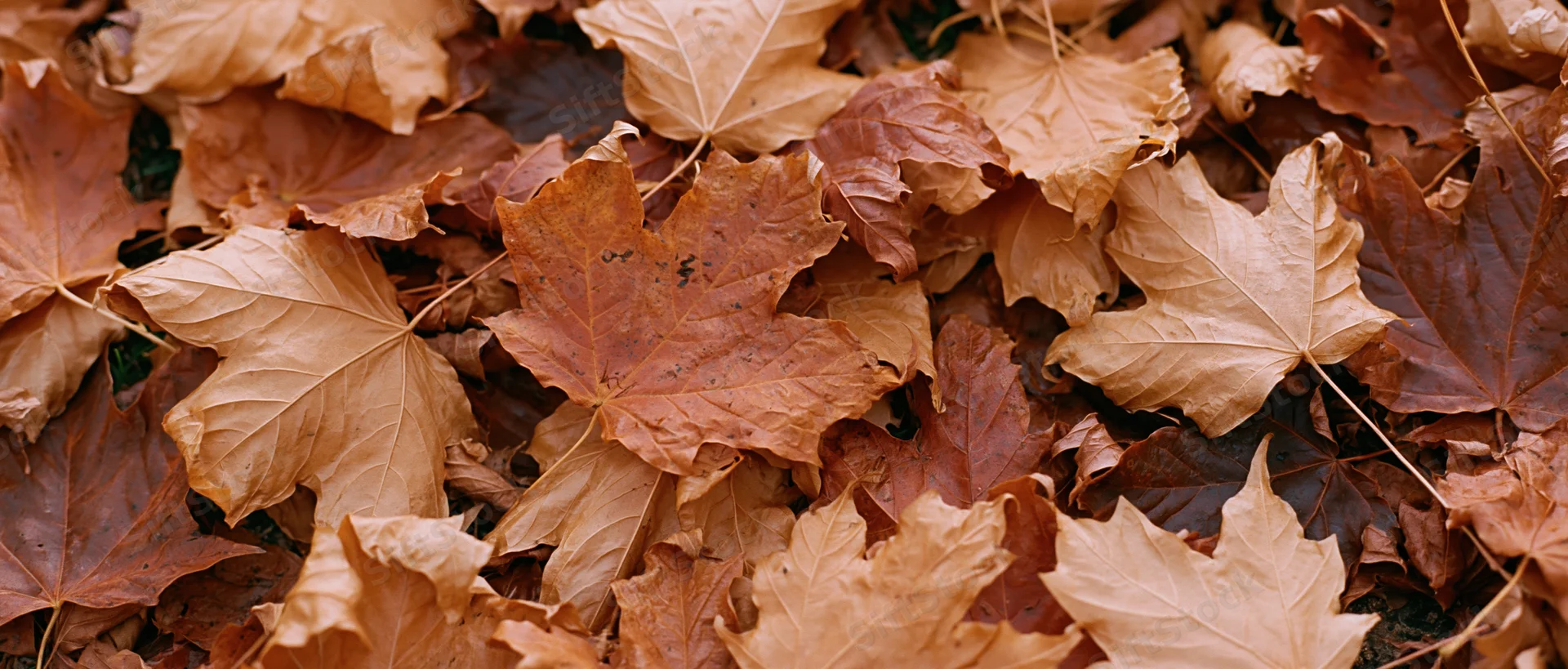 Dense carpet of fallen maple leaves covering the ground