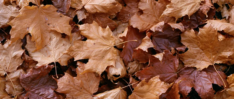 Dense layer of dried maple leaves covering the ground in autumn