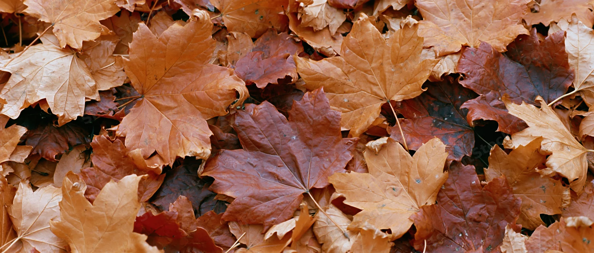 Dense carpet of fallen maple leaves covering the ground
