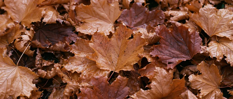 Dense layer of dried maple leaves covering the ground in autumn