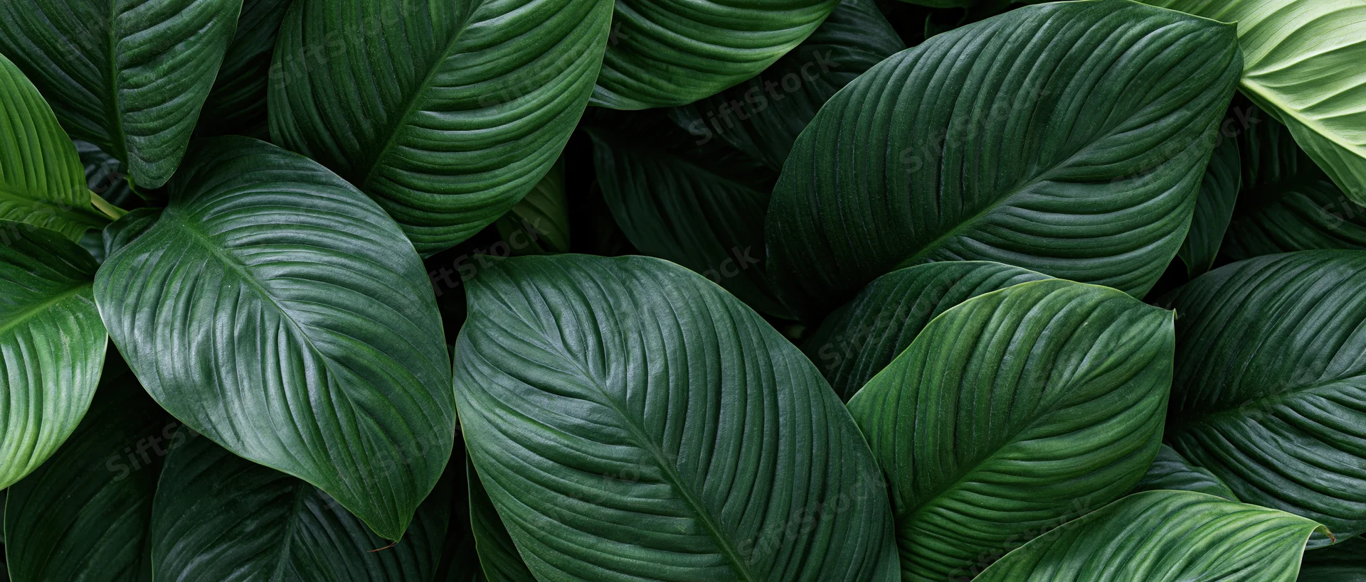 Dense tropical leaves overlapping to fill the frame