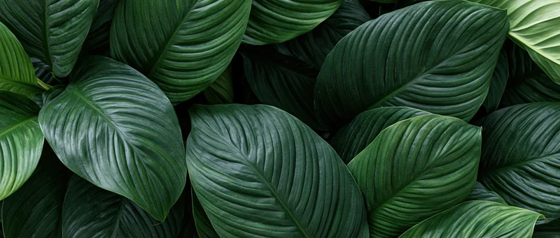 Dense tropical leaves overlapping to fill the frame