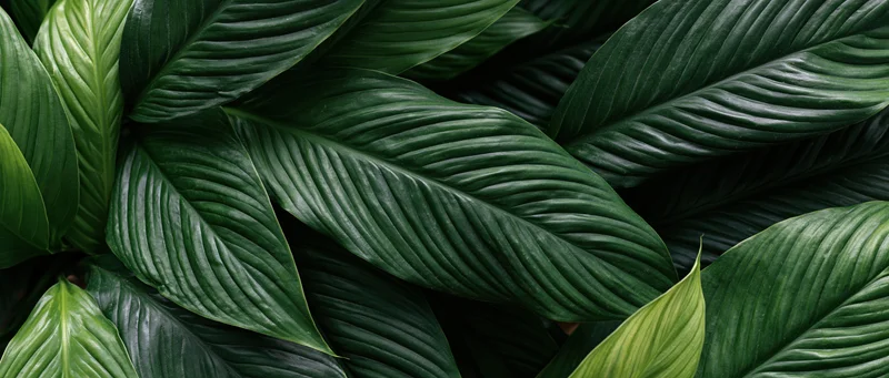 Dense tropical leaves overlapping in a lush green pattern filling the frame