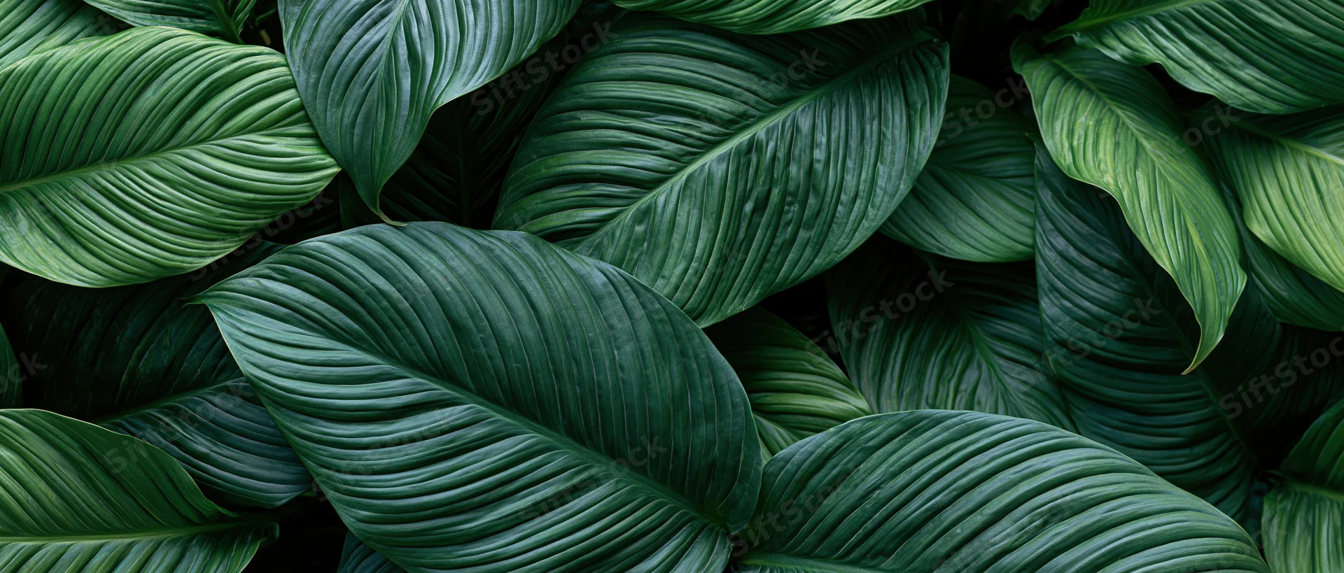 Dense overlapping tropical leaves filling the frame with rich green foliage