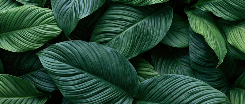 Dense overlapping tropical leaves filling the frame with rich green foliage