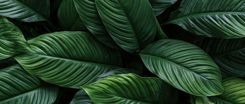 Dense tropical leaves overlapping in a lush green pattern filling the frame