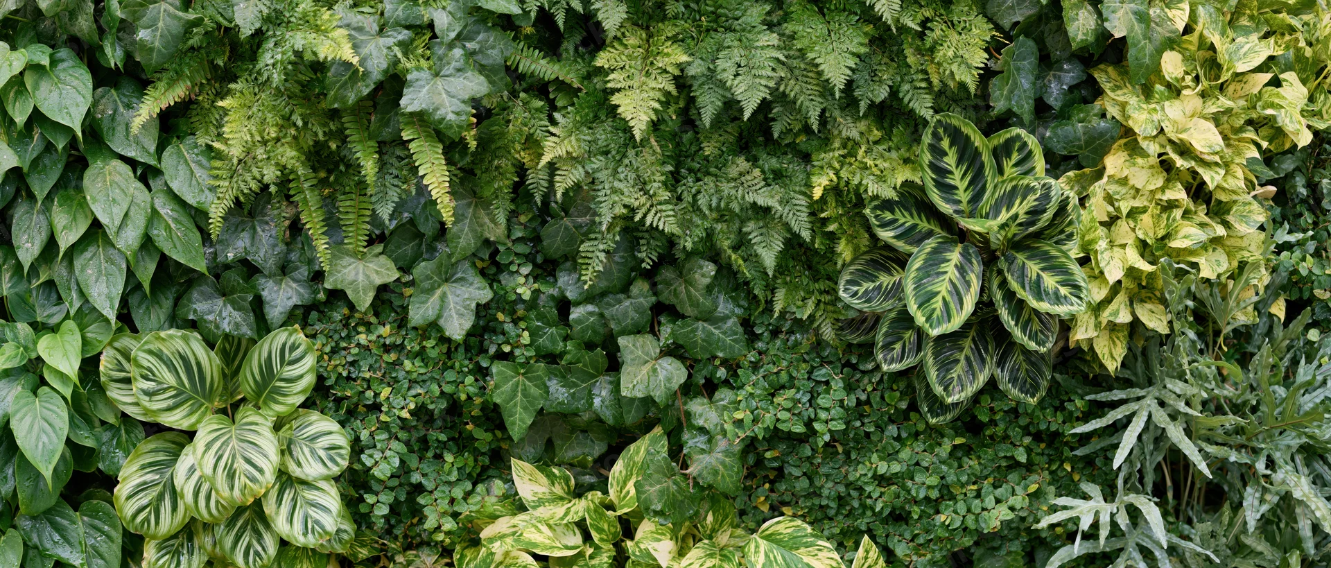 Dense vertical living wall covered in layered tropical foliage