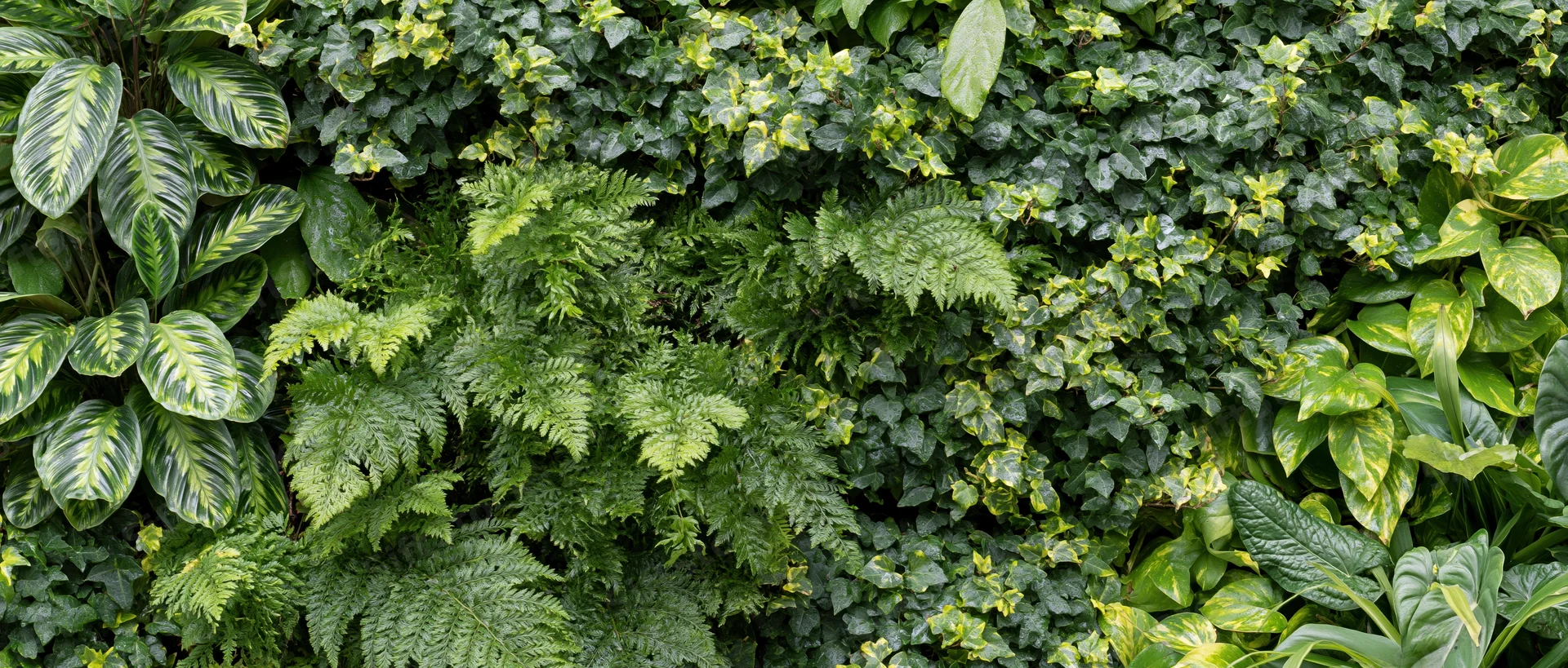 Dense vertical living wall covered in layered tropical foliage