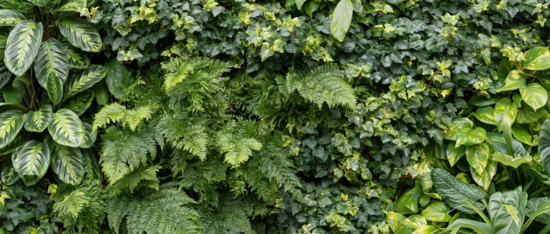 Dense vertical living wall covered in layered tropical foliage